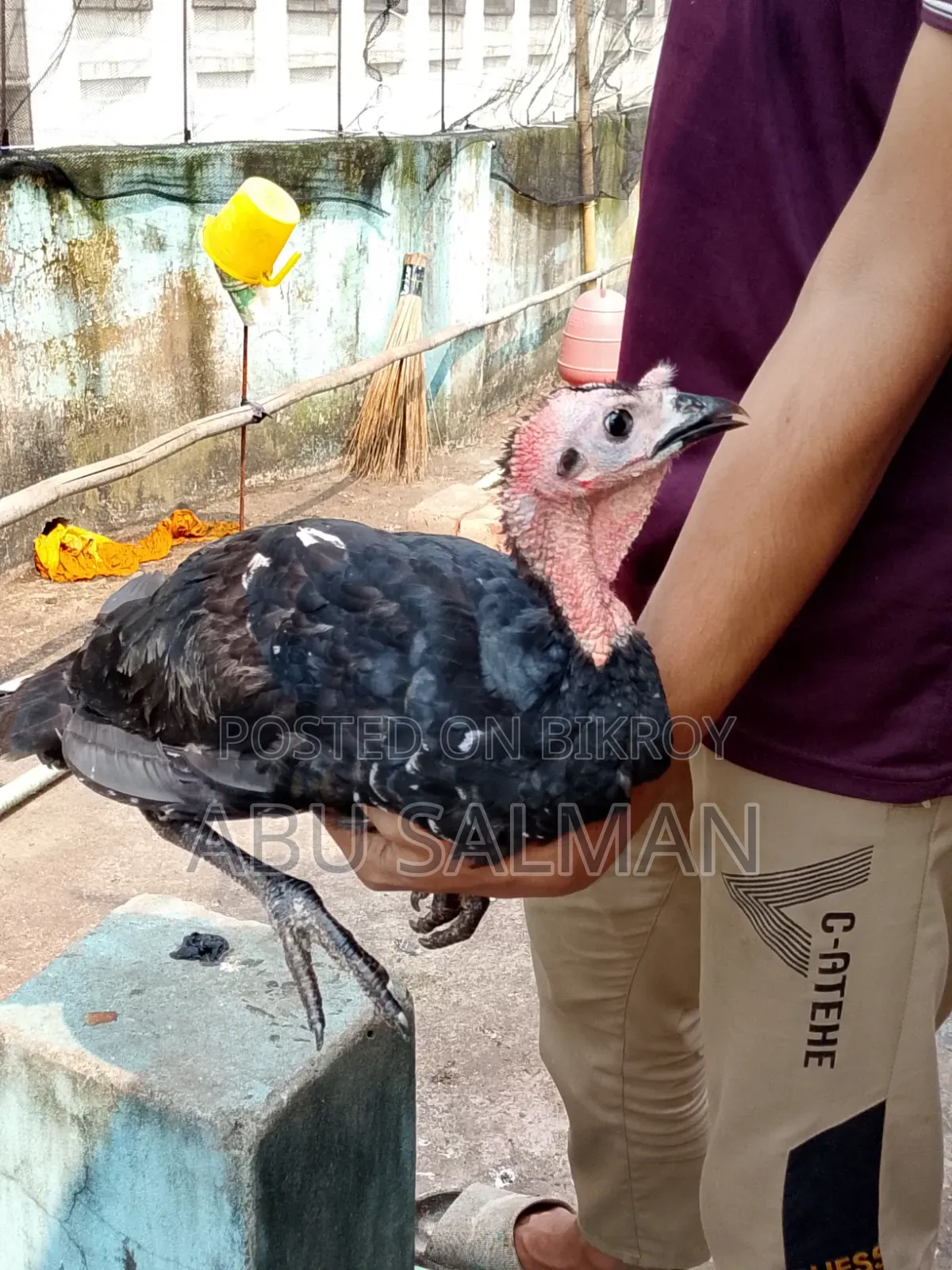 টার্কি মুরগি বিক্রি হবে
