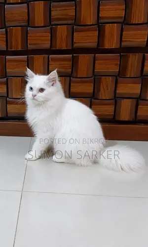 3-6 months Male Purebred Persian