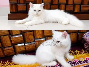 3-6 months Male Purebred Persian