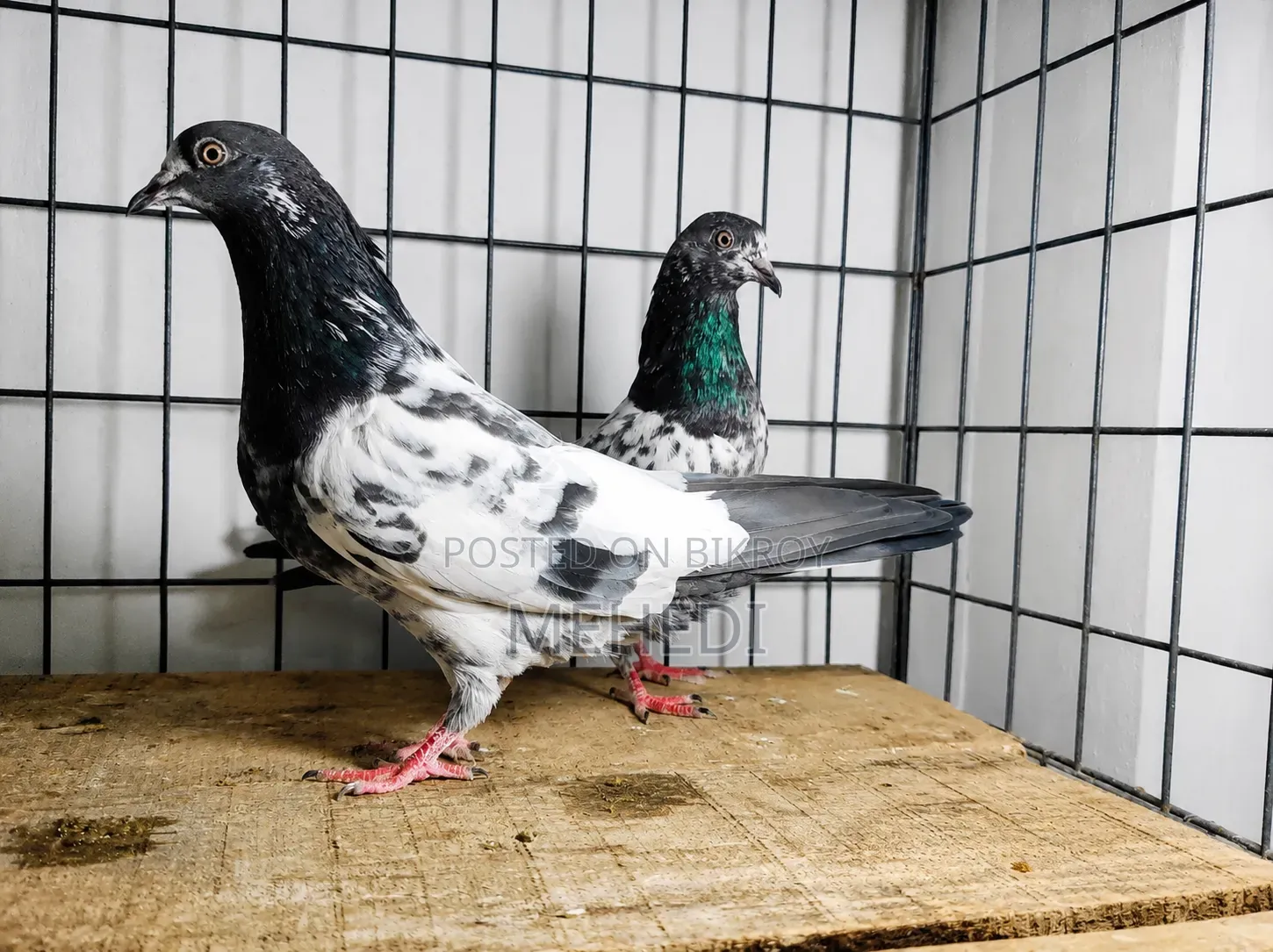 Golden Pigeon 1 Pair Trusted 🕊️💖