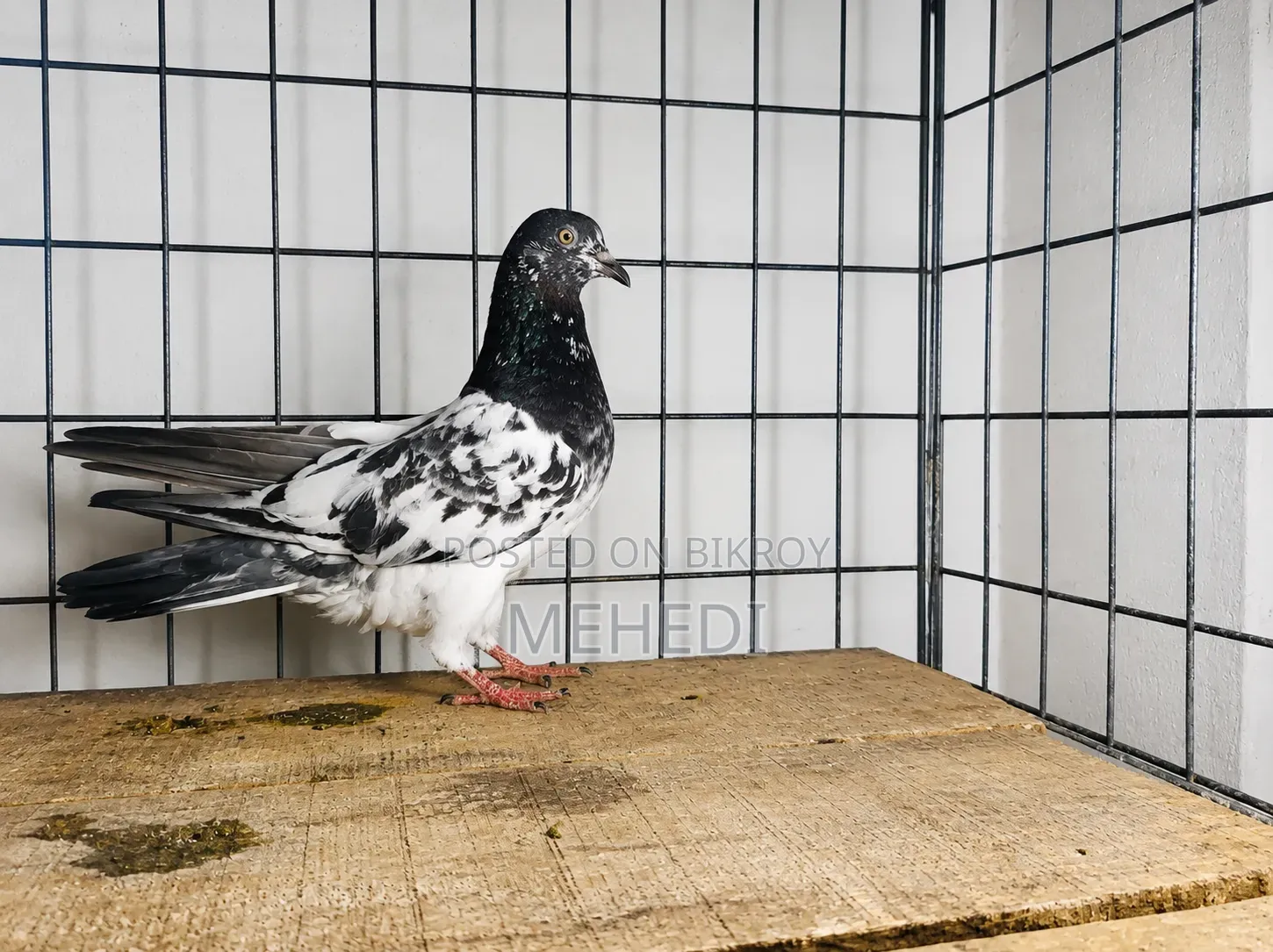 Golden Pigeon 1 Pair Trusted 🕊️💖