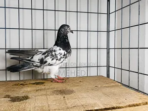 Golden Pigeon 1 Pair Trusted 🕊️💖