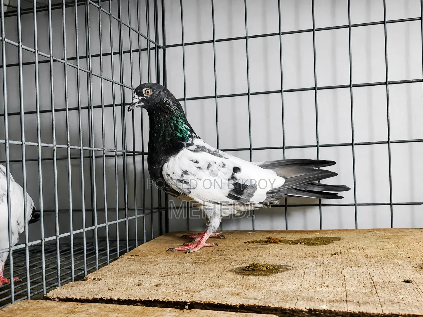 Golden Pigeon 1 Pair Trusted 🕊️💖