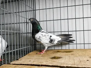 Golden Pigeon 1 Pair Trusted 🕊️💖
