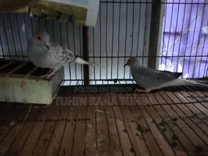ককটেল পাখি বিক্রি সেটাপসহ