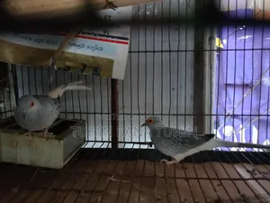 ককটেল পাখি বিক্রি সেটাপসহ