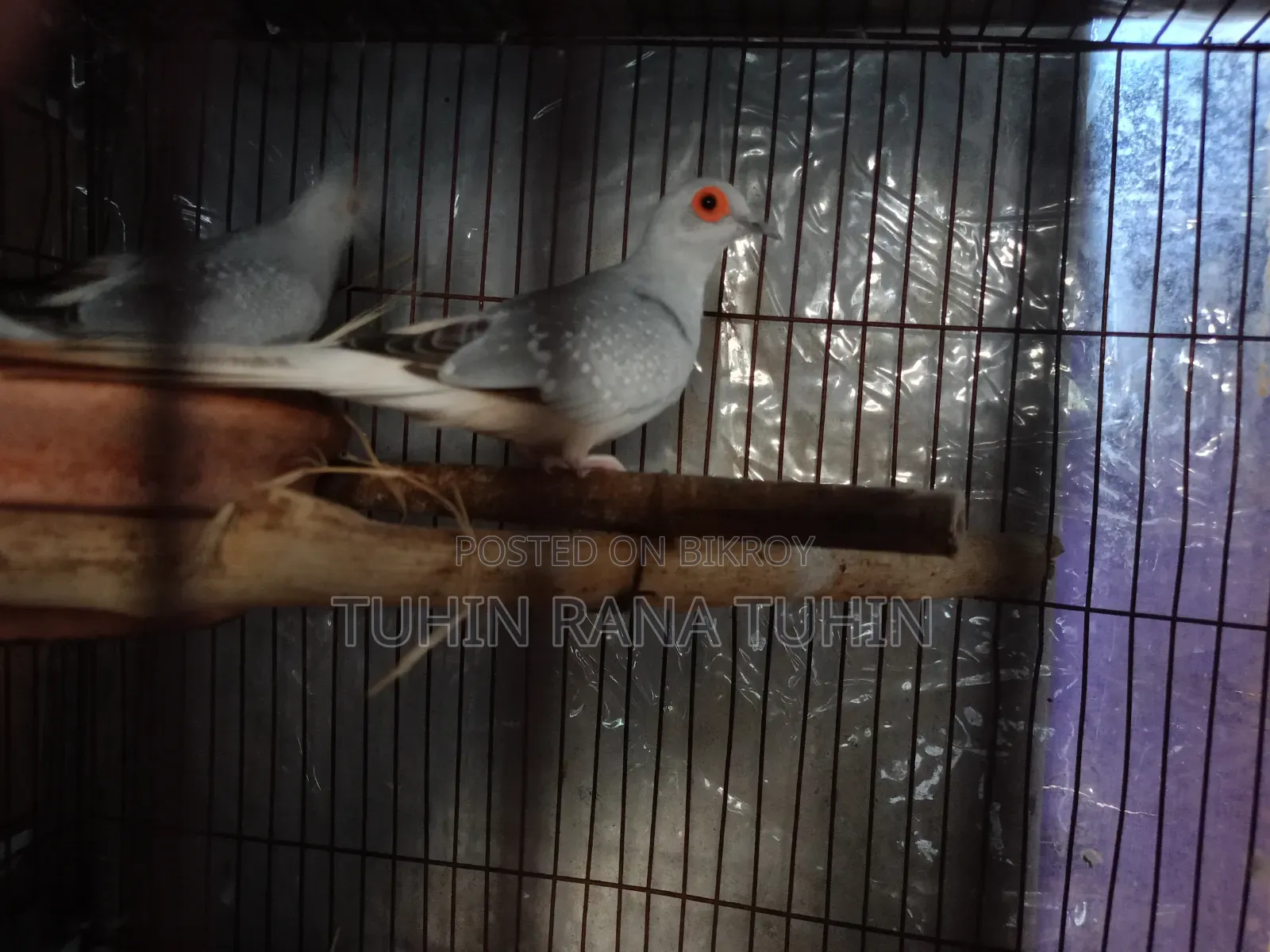 ককটেল পাখি বিক্রি সেটাপসহ