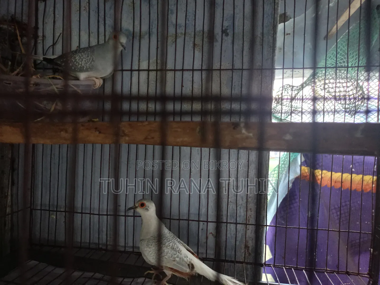 ককটেল পাখি বিক্রি সেটাপসহ