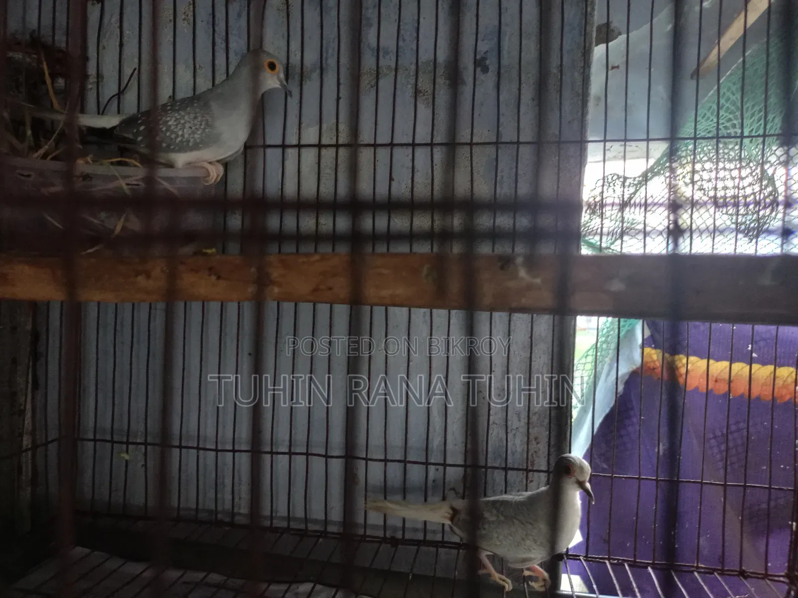 ককটেল পাখি বিক্রি সেটাপসহ