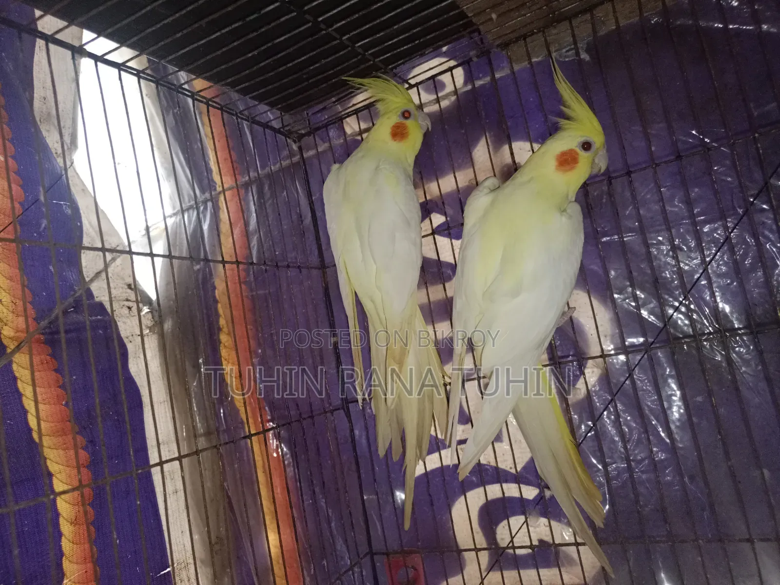 ককটেল পাখি বিক্রি সেটাপসহ