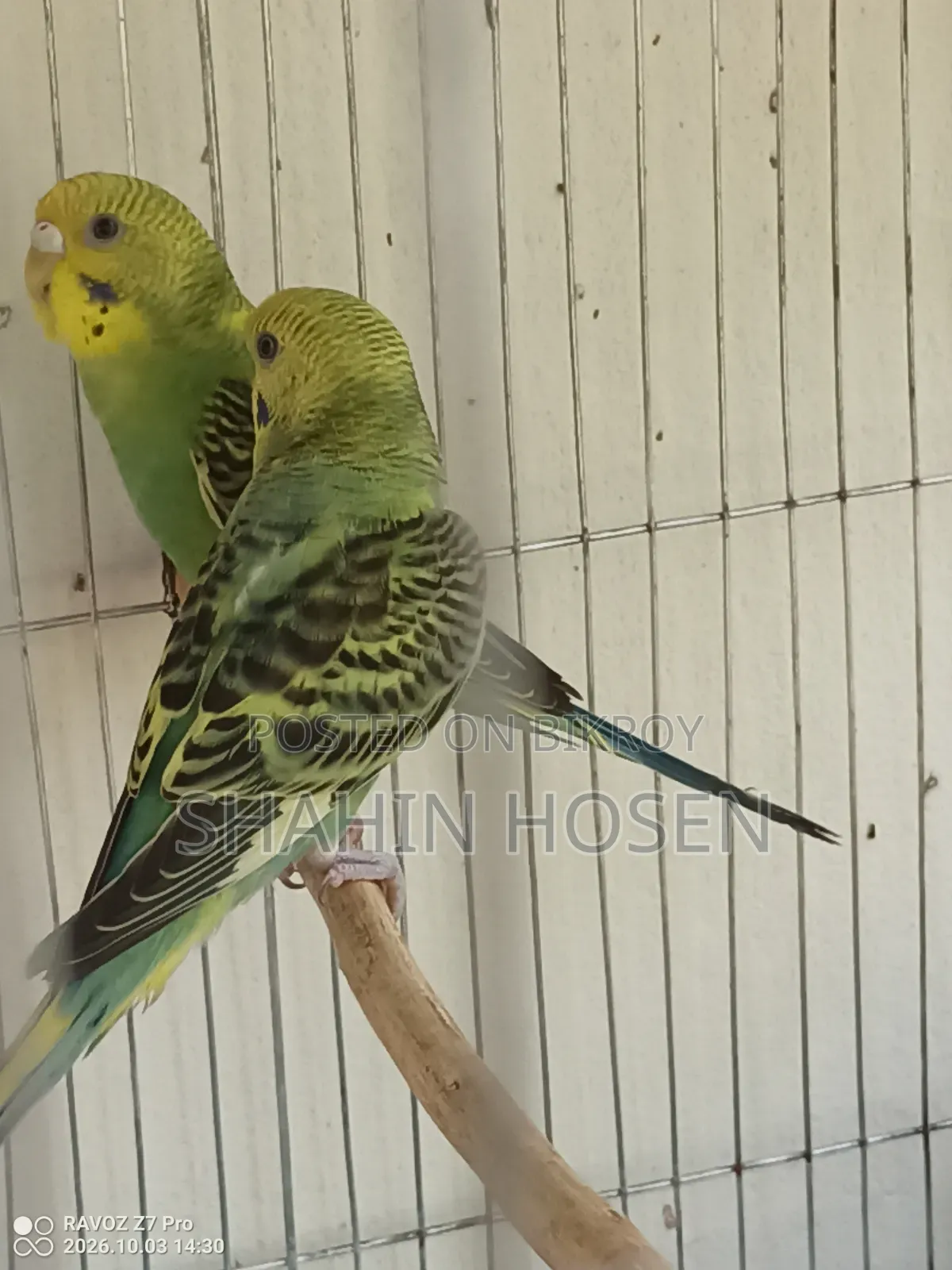 Four Budgerigar Birds for Sale