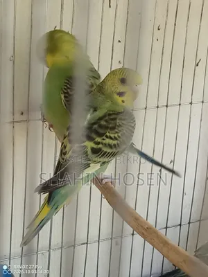 Four Budgerigar Birds for Sale