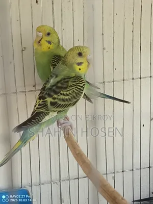 Four Budgerigar Birds for Sale