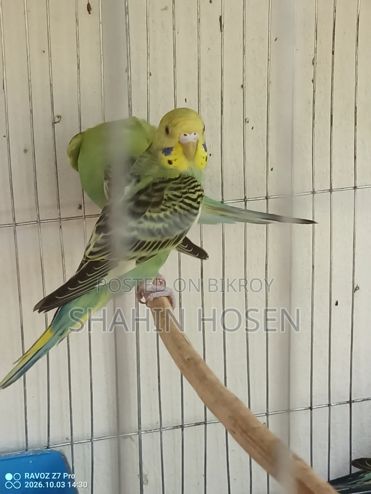 Four Budgerigar Birds for Sale
