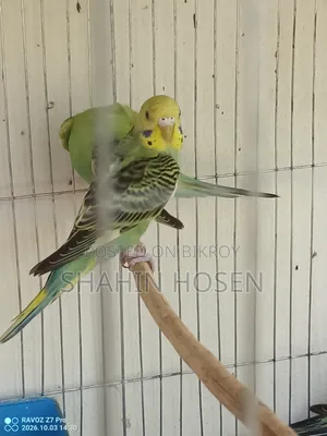 Four Budgerigar Birds for Sale