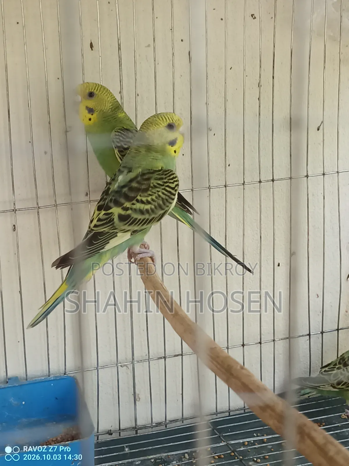 Four Budgerigar Birds for Sale