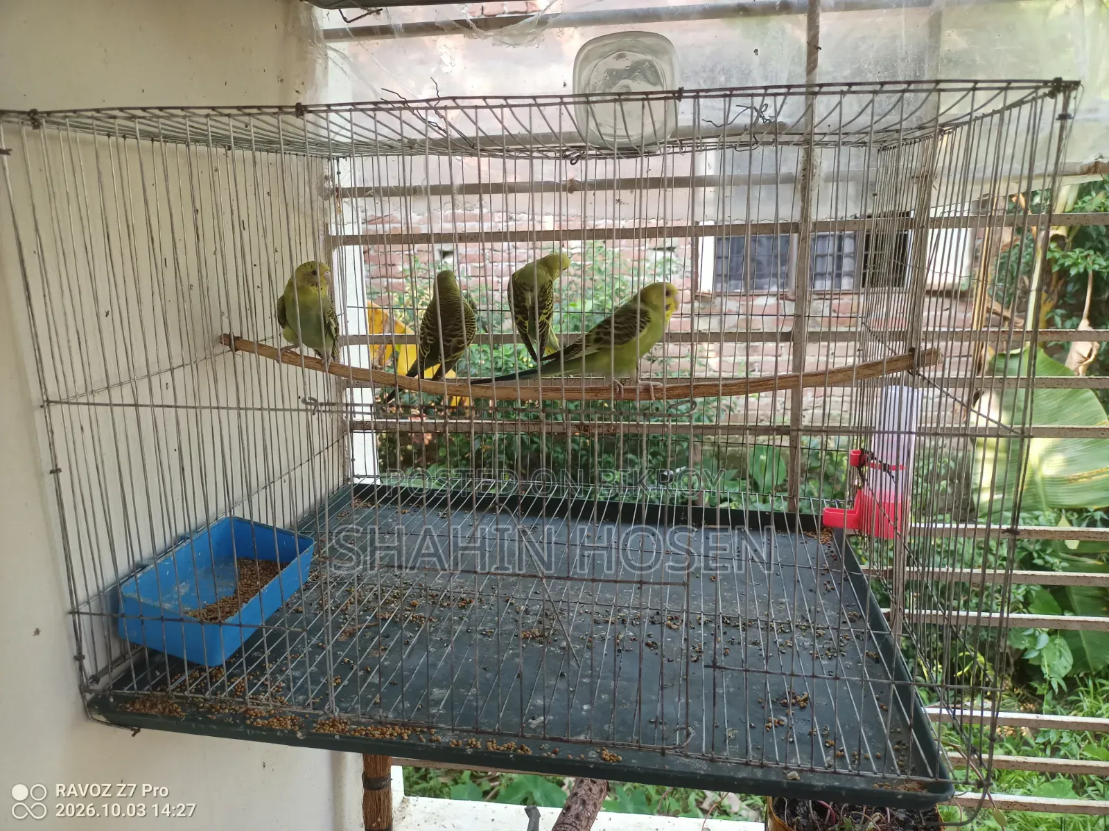Four Budgerigar Birds for Sale