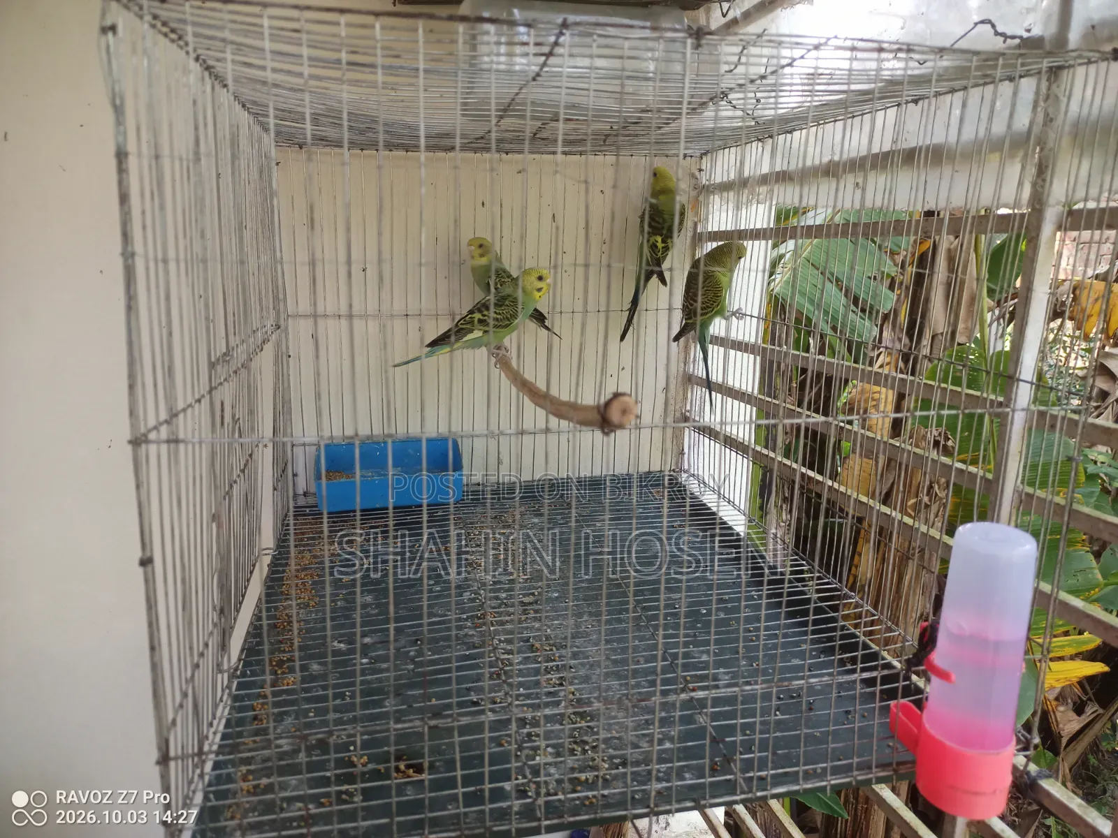 Four Budgerigar Birds for Sale