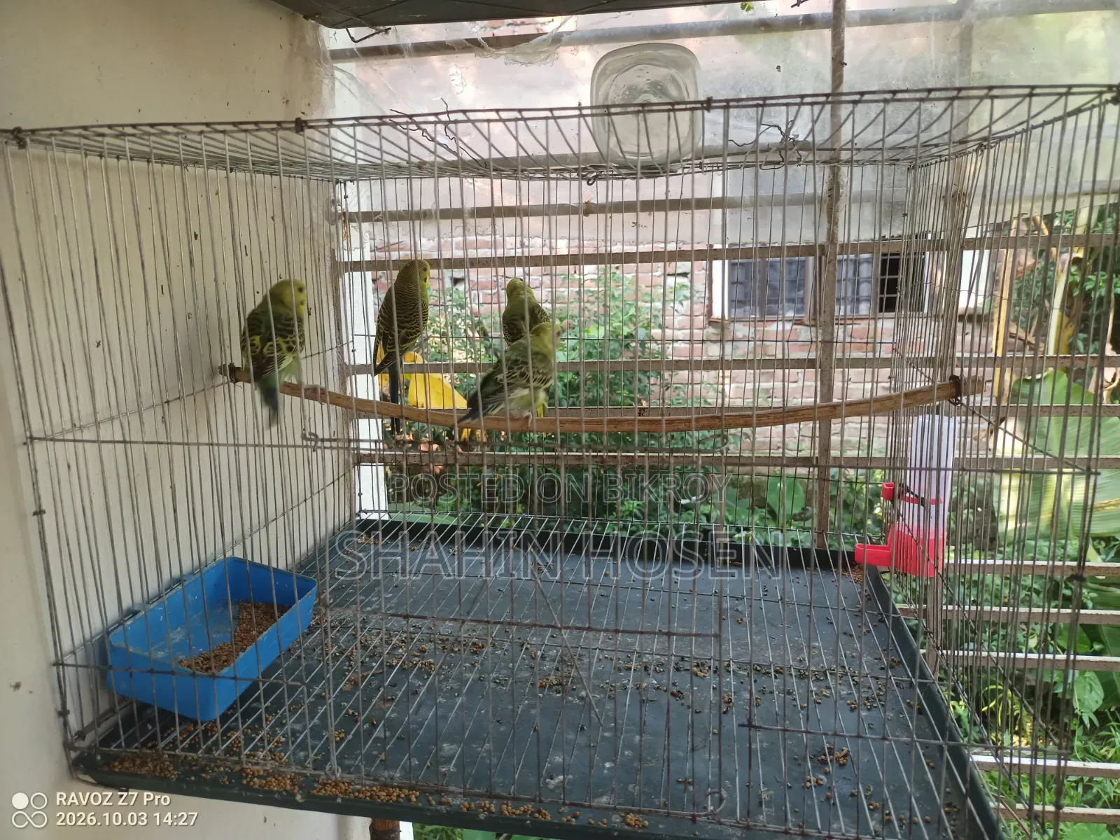 Four Budgerigar Birds for Sale