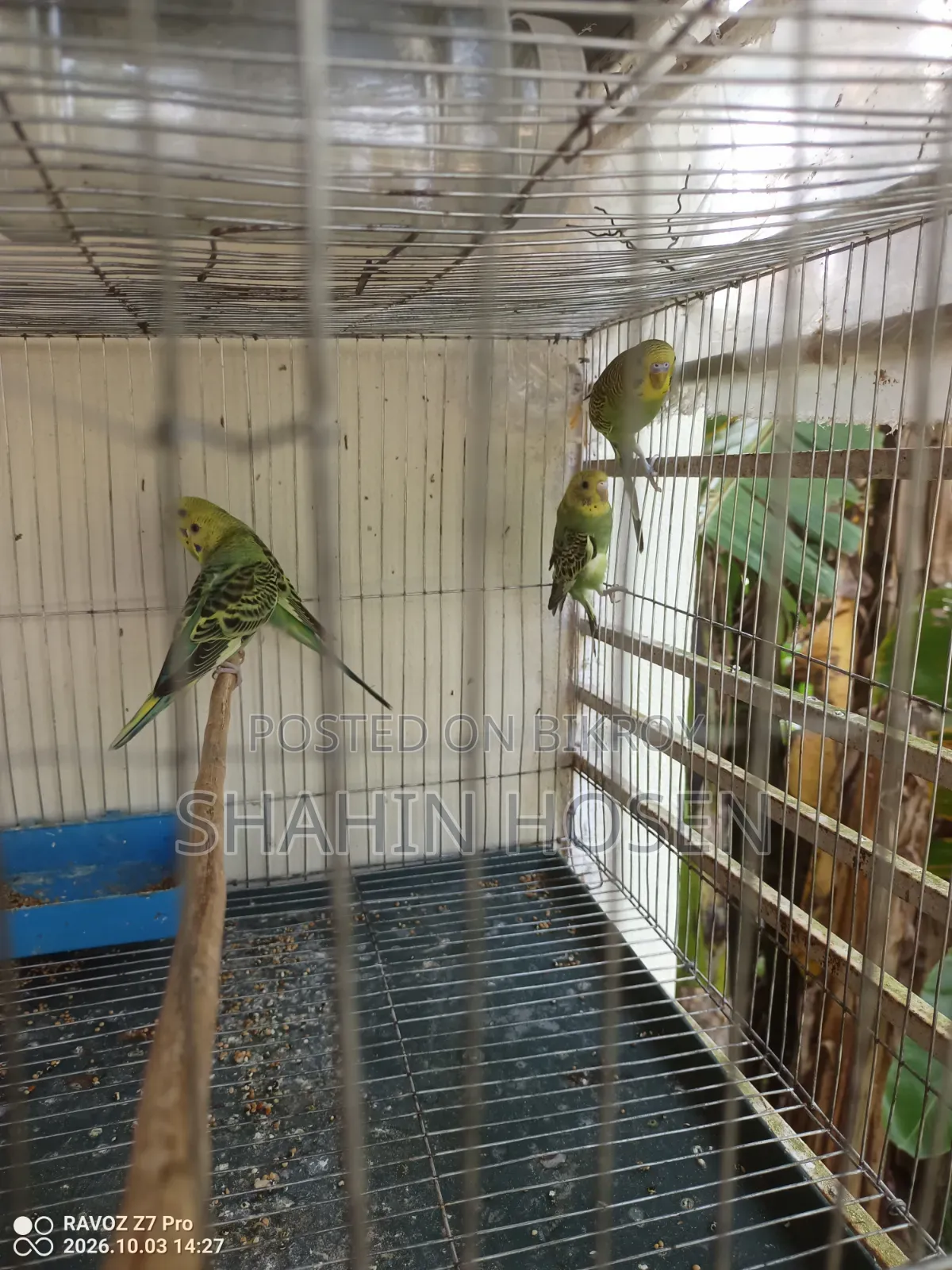 Four Budgerigar Birds for Sale