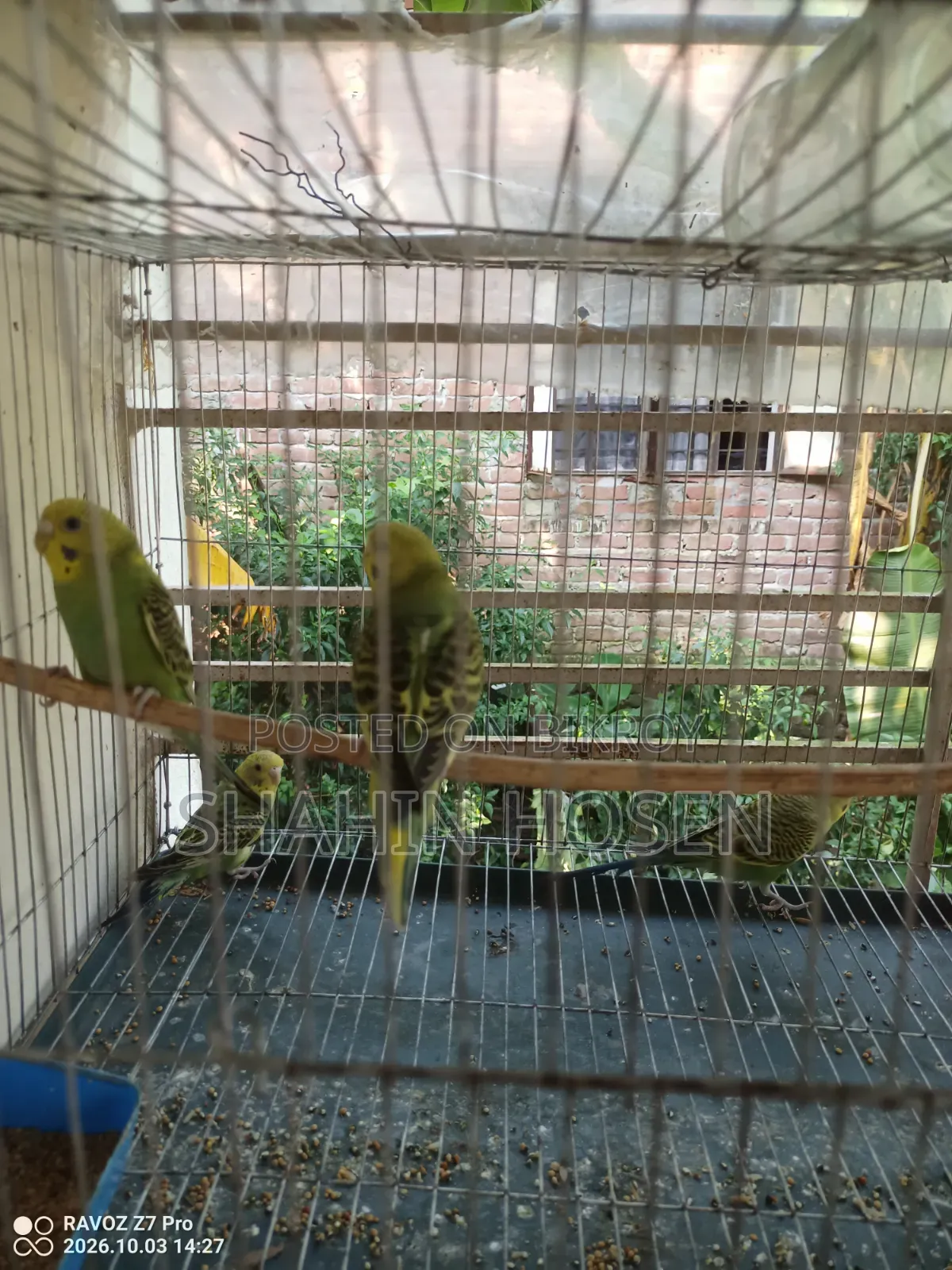 Four Budgerigar Birds for Sale