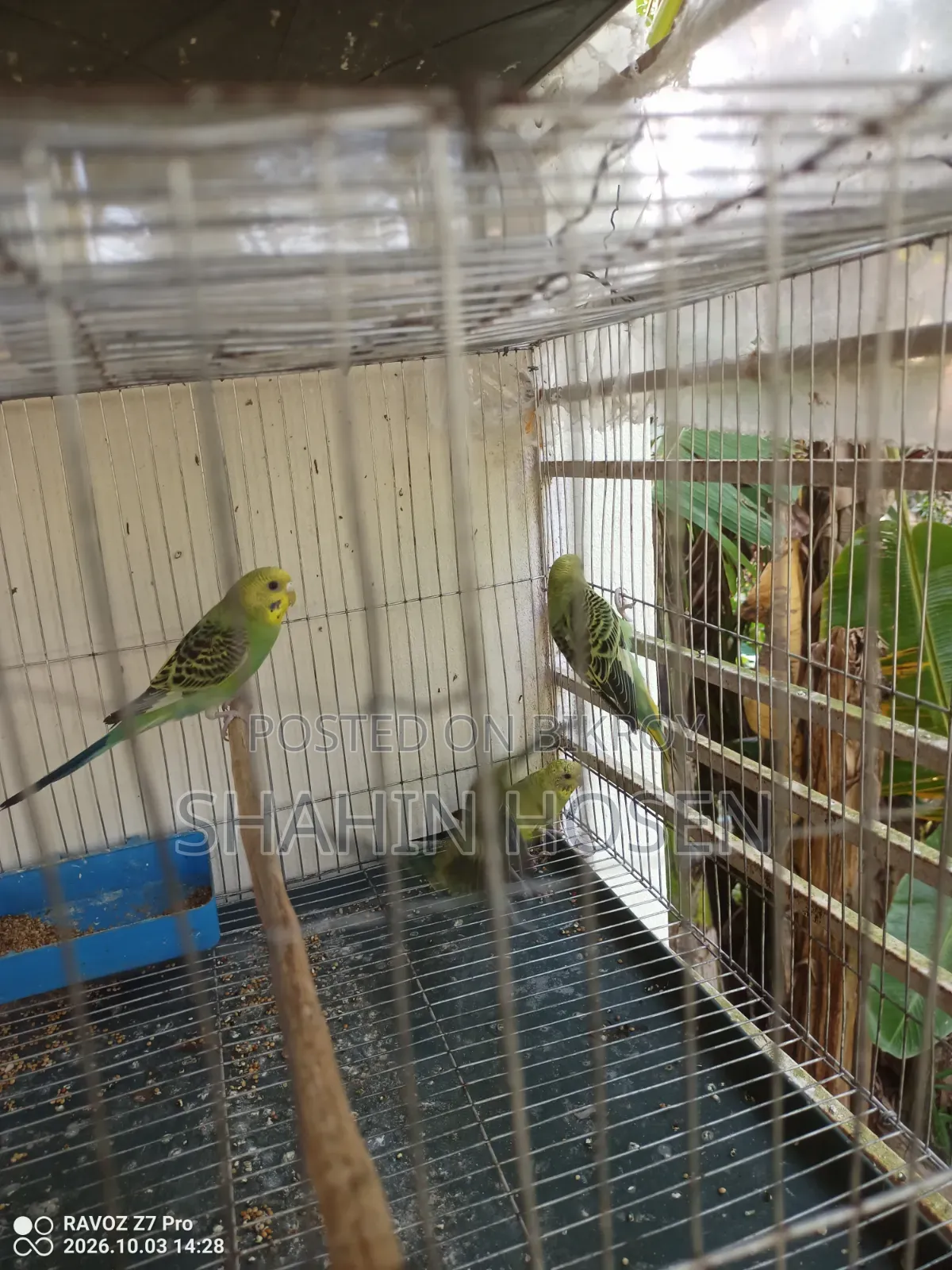 Four Budgerigar Birds for Sale