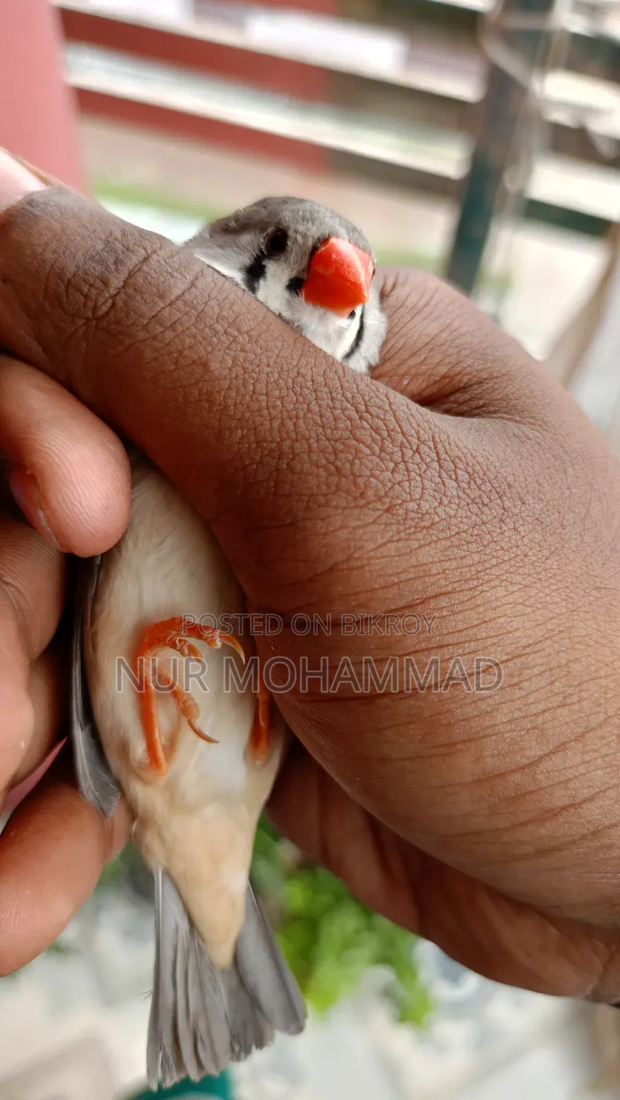 জেব্রে ফিঞ্চ জোড়া