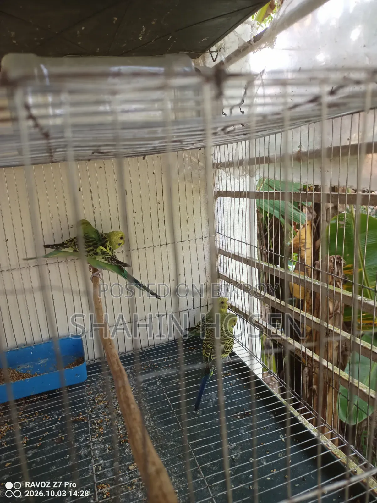 Four Budgerigar Birds for Sale