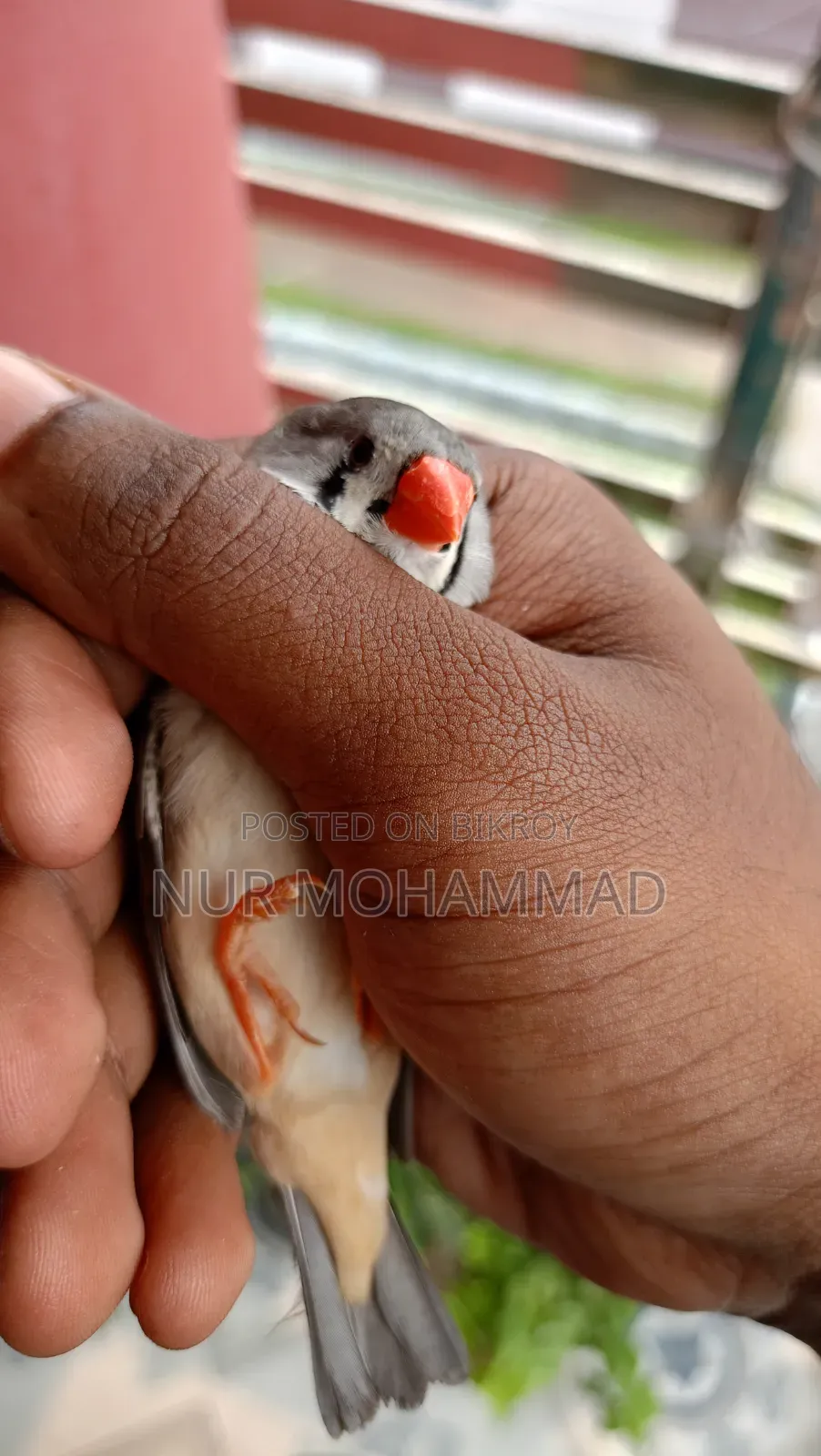 জেব্রে ফিঞ্চ জোড়া