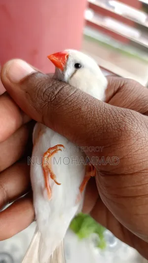 জেব্রে ফিঞ্চ জোড়া