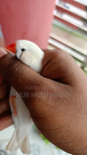 জেব্রে ফিঞ্চ জোড়া
