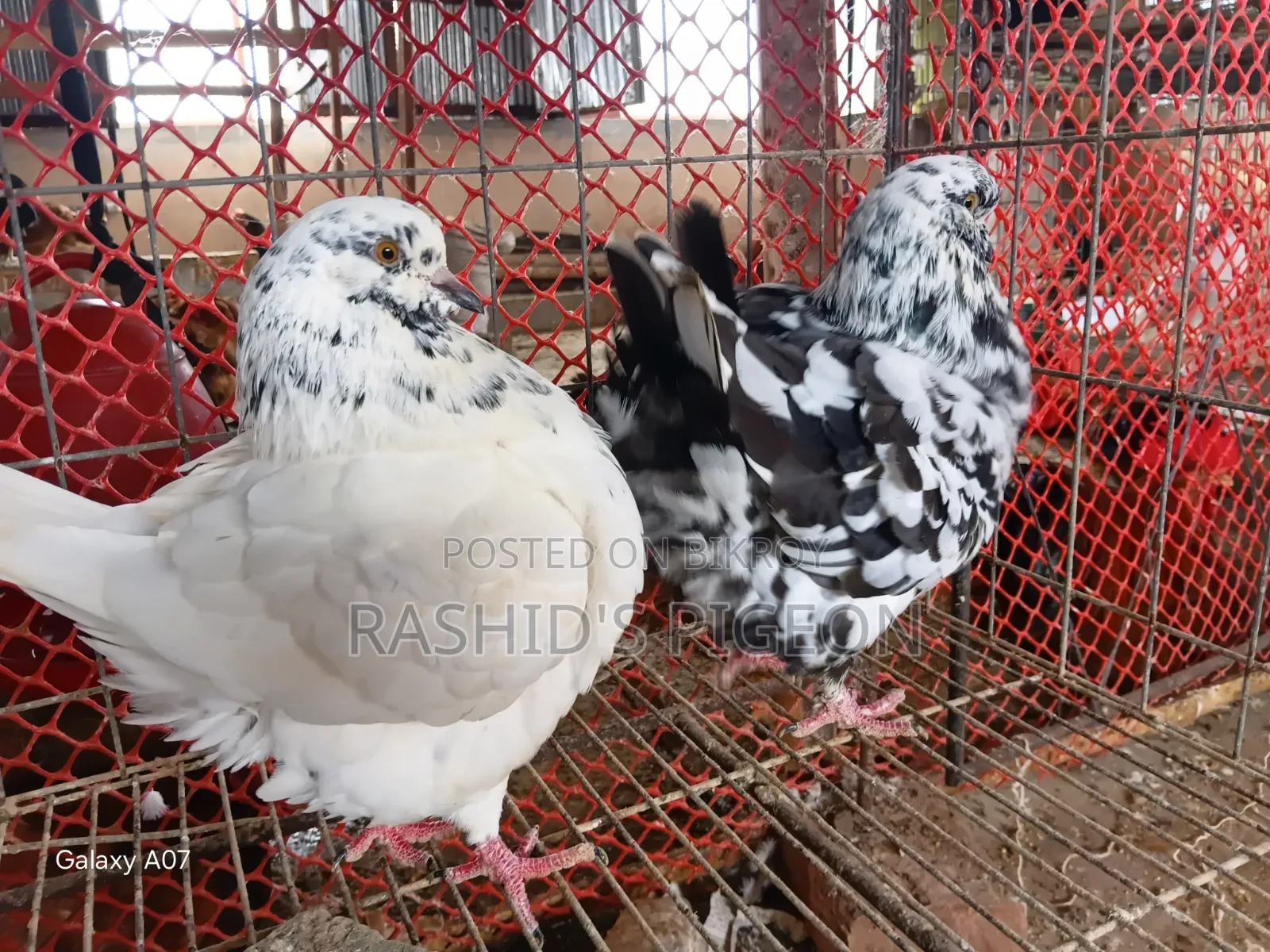 Breeding Running Pair