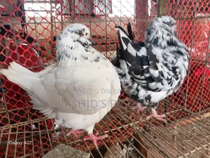 Breeding Running Pair