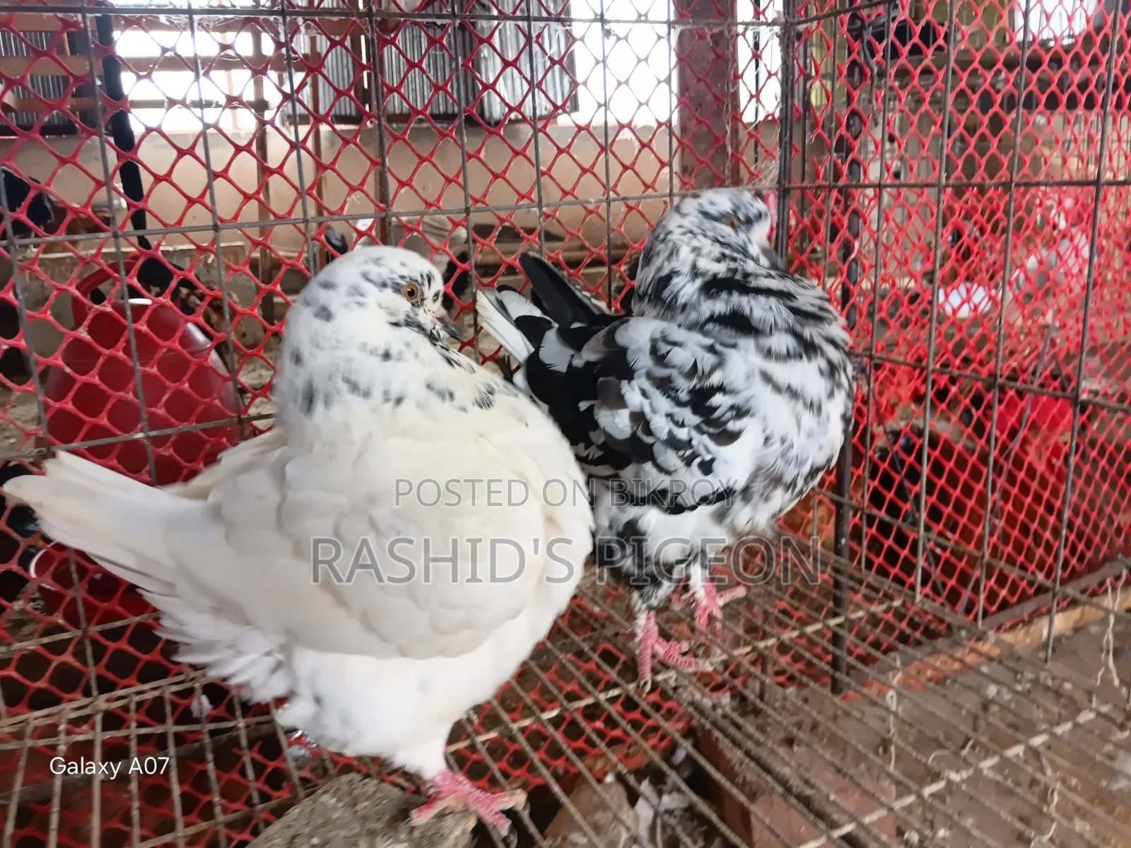 Breeding Running Pair