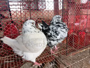 Breeding Running Pair
