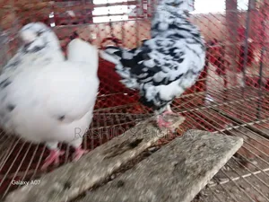 Breeding Running Pair