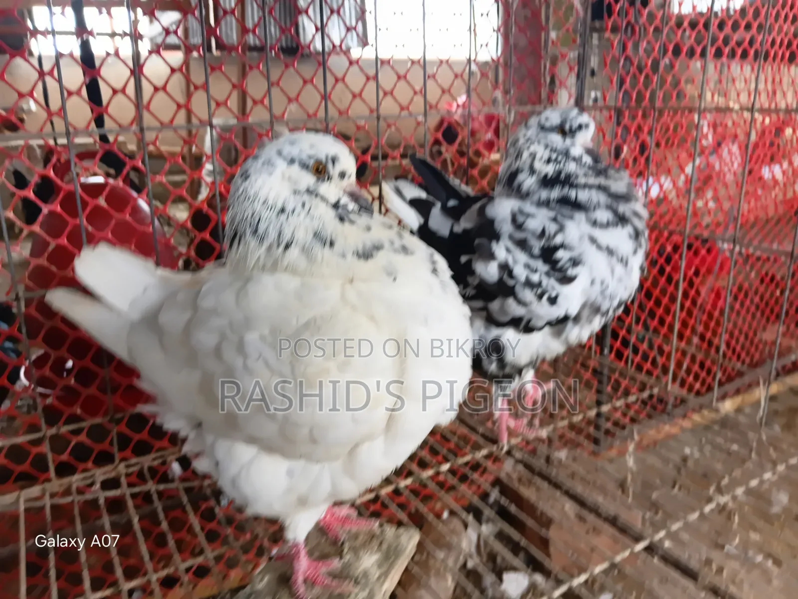 Breeding Running Pair