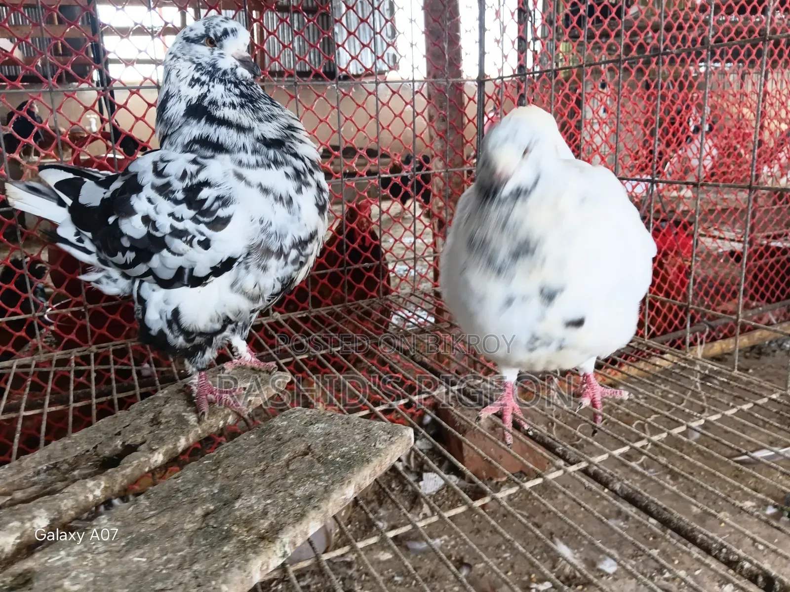 Breeding Running Pair