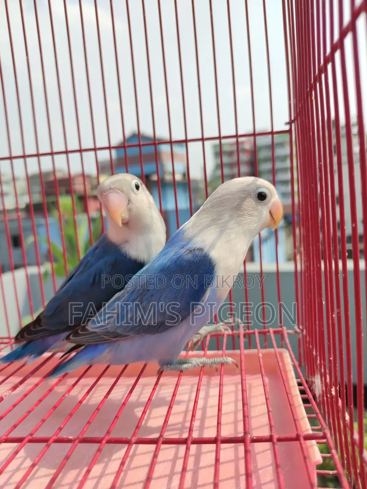 ব্লু অপালাইন ফিশার লাভবার্ডস