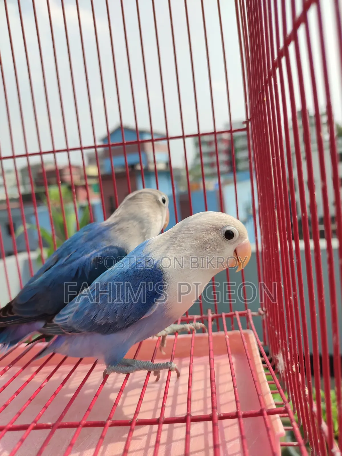 ব্লু অপালাইন ফিশার লাভবার্ডস