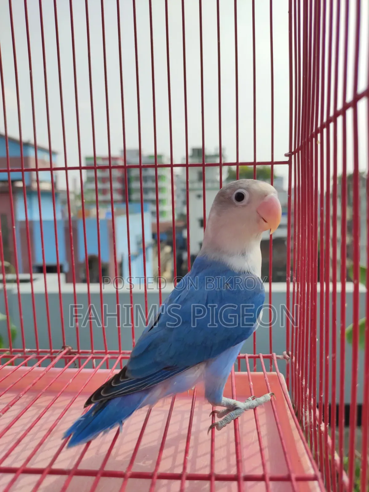 ব্লু অপালাইন ফিশার লাভবার্ডস