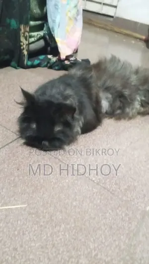 ১+ বছরের ফিমেল পিওরব্রেড পার্সিয়ান