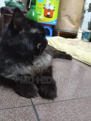 ১+ বছরের ফিমেল পিওরব্রেড পার্সিয়ান
