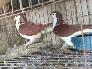 Pigeon for Sale