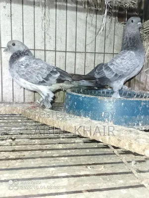 Pigeon for Sale