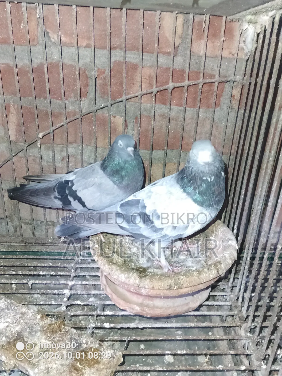 Pigeon for Sale