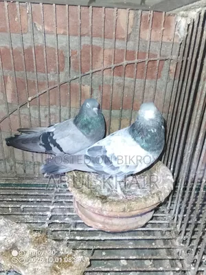 Pigeon for Sale