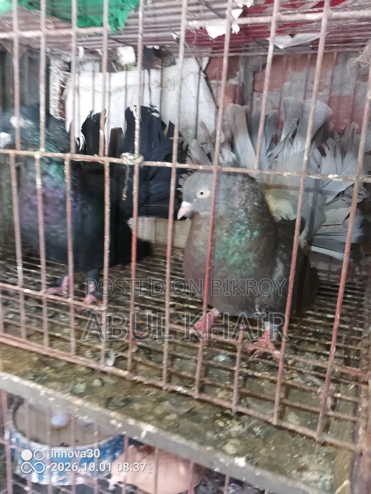 Pigeon for Sale