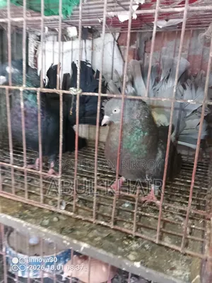 Pigeon for Sale