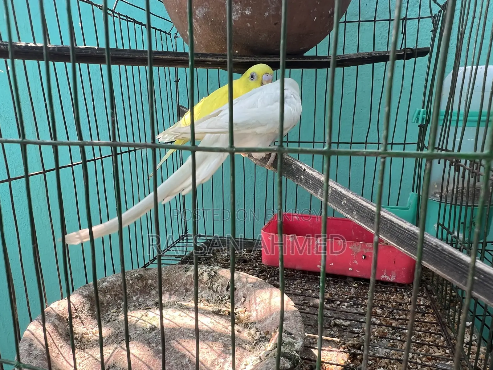 বাচ্চা সহ রানিং বাজ্রিগার পাখি